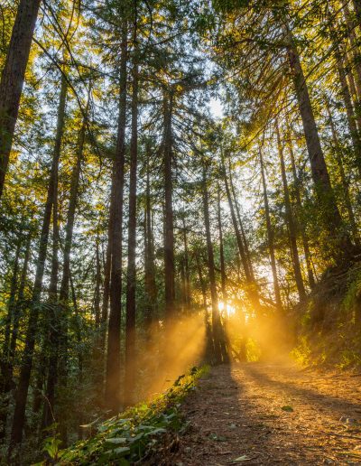 Joaquin Miller Park, Oakland, CA