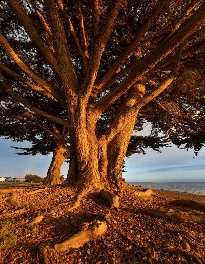 Cypress tree at sunset in Carmel, CA