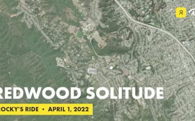 Redwood Solitude