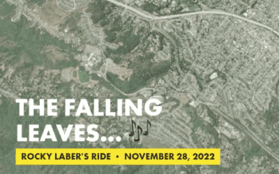 the falling leaves…