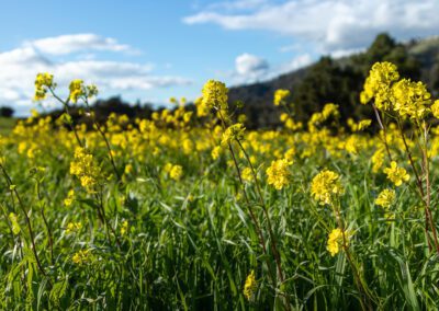 Spring blooming in the Month of March