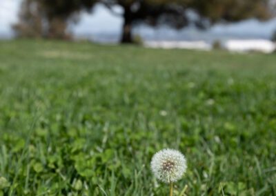 Spring blooming in the Month of March