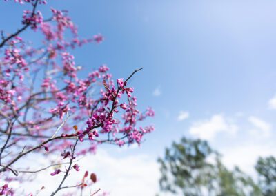 Spring blooming in the Month of March
