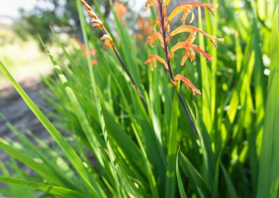 Spring blooming in the Month of March