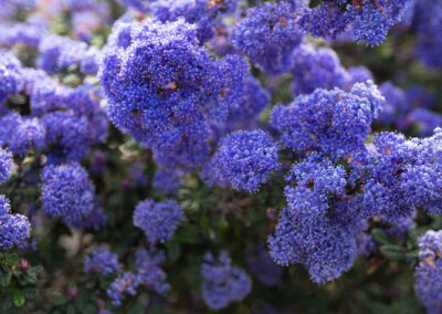 Spring blooming in the Month of March