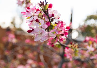 Spring blooming in the Month of March