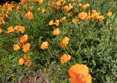 Spring blooming in the Month of March