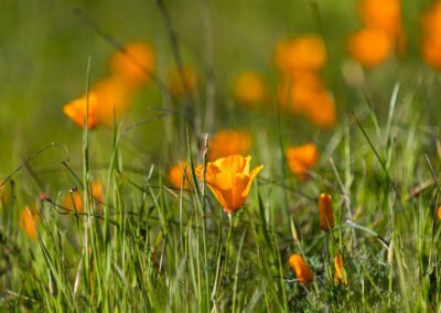 Spring blooming in the Month of March