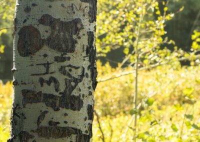 Fall colors near Park City, Utah