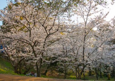 Sakura blooming in Fukuoka, Japan