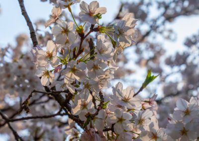 Sakura blooming in Fukuoka, Japan