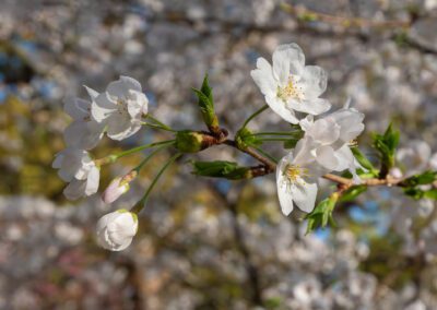 Sakura blooming in Fukuoka, Japan