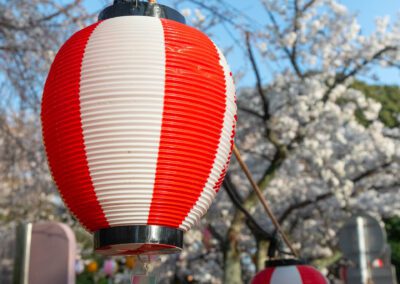 Sakura blooming in Fukuoka, Japan