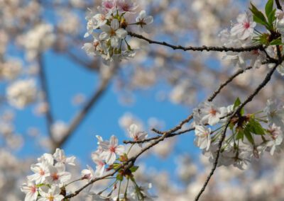 Sakura blooming in Fukuoka, Japan