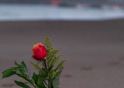 a rose on a stem in front of the Golden Gate bridge
