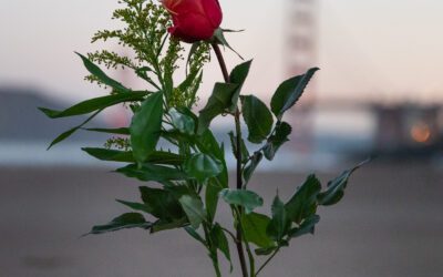 Remembering Shelley – Baker Beach
